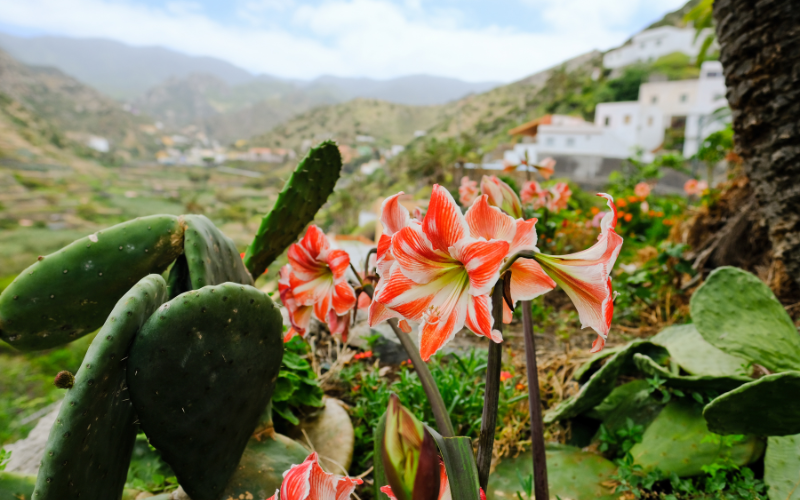 Garajonay National Park, Canary island